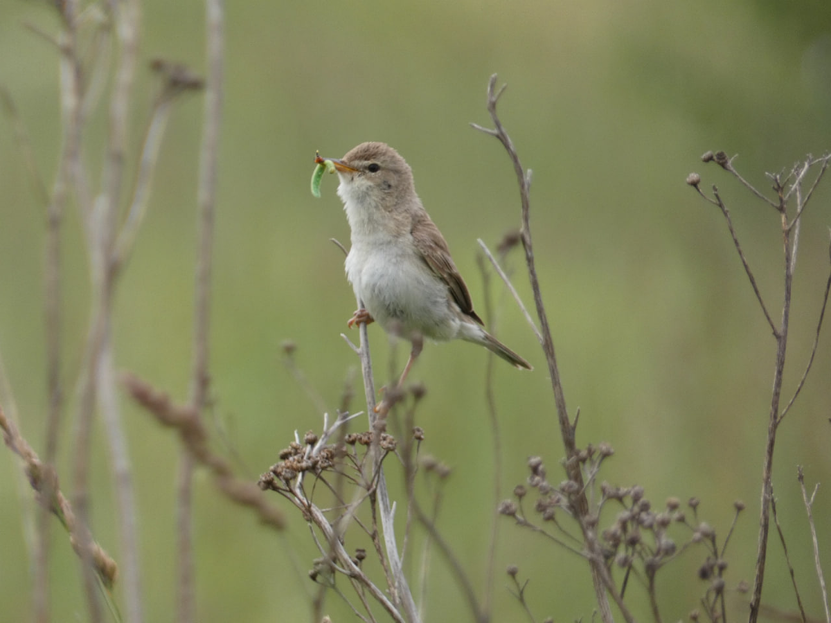 бормотушка