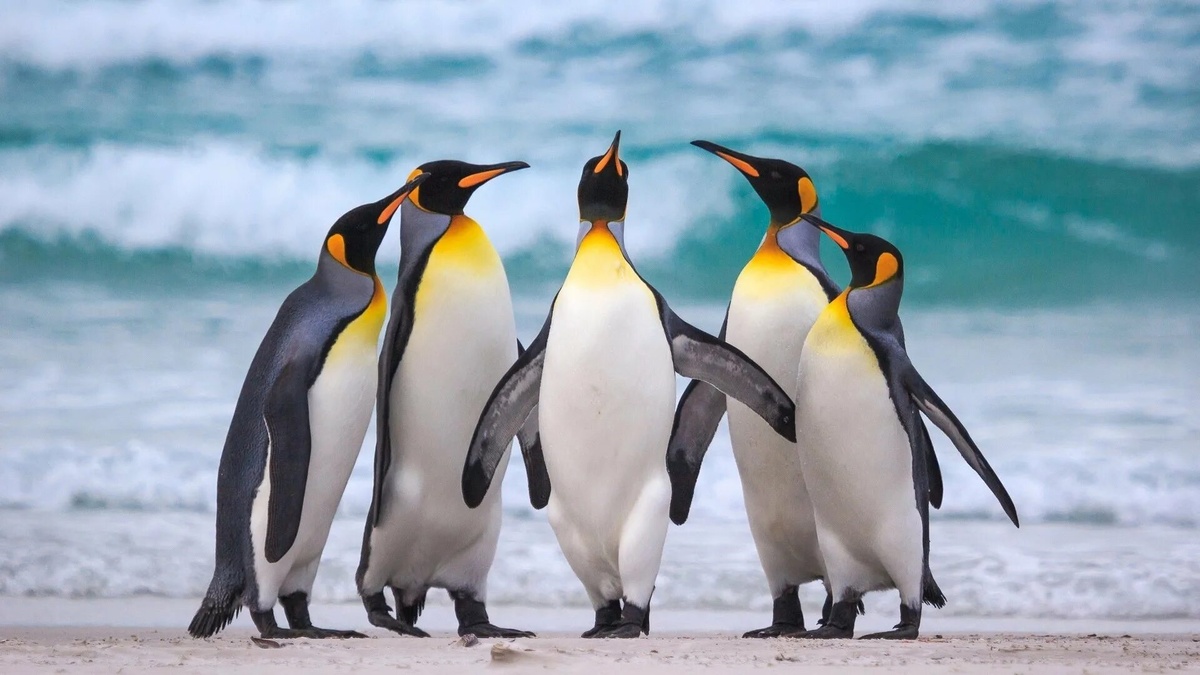 Фото с сайта: https://expothemes.com/themes/penguin-windows-theme