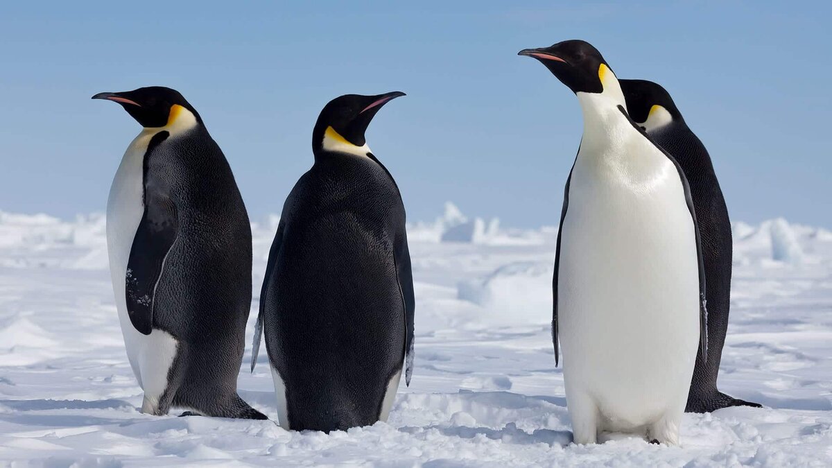 Фото с сайта: https://naked-science.ru/article/biology/penguin-evolution/amp