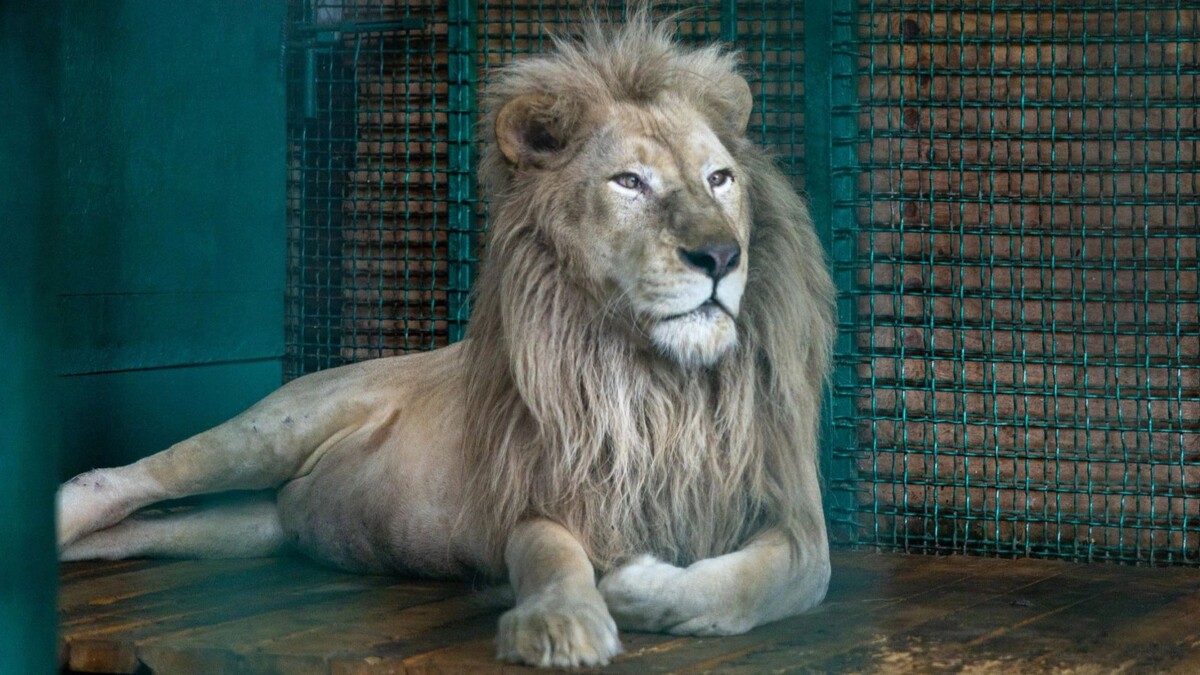    Фото: Фёдор Воронов/«Ямал-Медиа»