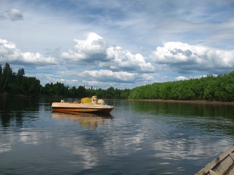Фотографии Татьяны Немшановой. Дружок. Сибирская лайка. На шлюпке путешествует вместе с хозяевами таежниками по рекам северным Югры. Лето Севера Западной Сибири ХМАО Югра, Зауралье, Приполярный Урал, Таёжное лето. Река Манья. Лодка отцепилась и Дружок остался один на шлюпке... Но спокоен...