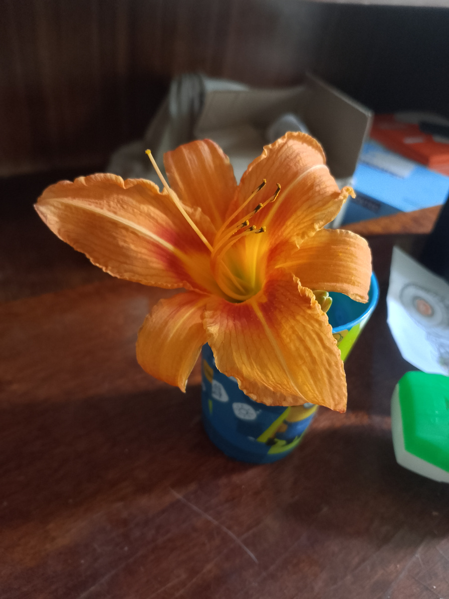 Цветочек сорвали по дороге за водой рядом с одним из частных домов. 