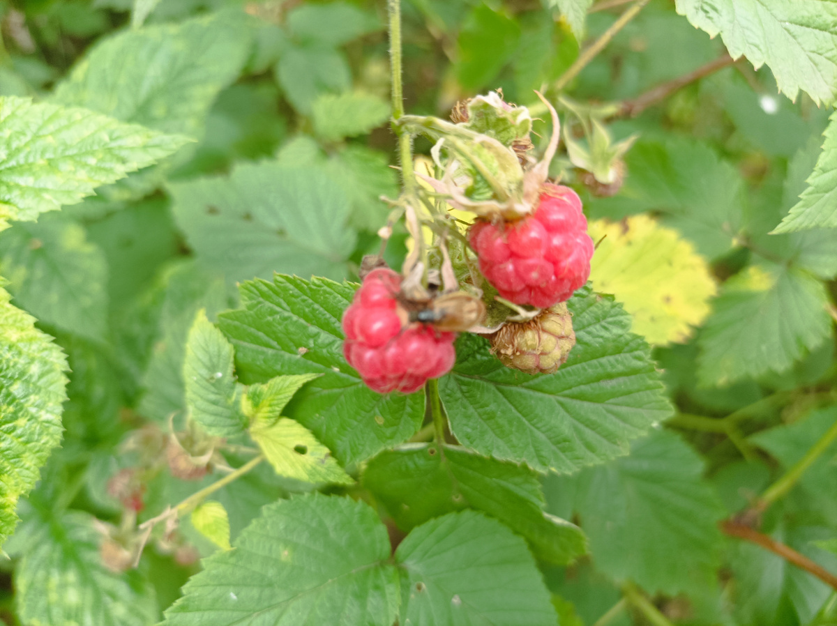 Лесная малина