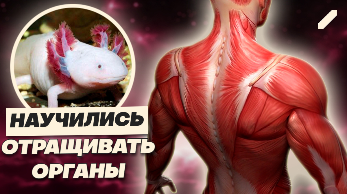 Они отращивают сердце, мы — шрамы. Почему человек забыл, как регенерировать