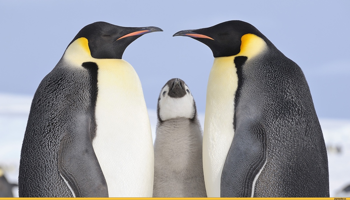 Фото с сайта: https://joyreactor.cc/post/849089