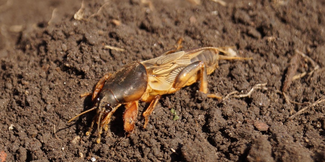 Народный метод борьбы с медведкой: стоит ли использовать керосин на участке