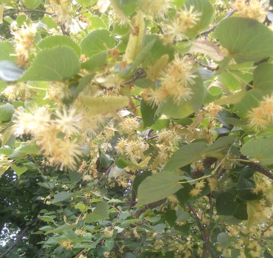 Очень ароматное дерево, в солнечеую погоду, гудит от множества пчёл
