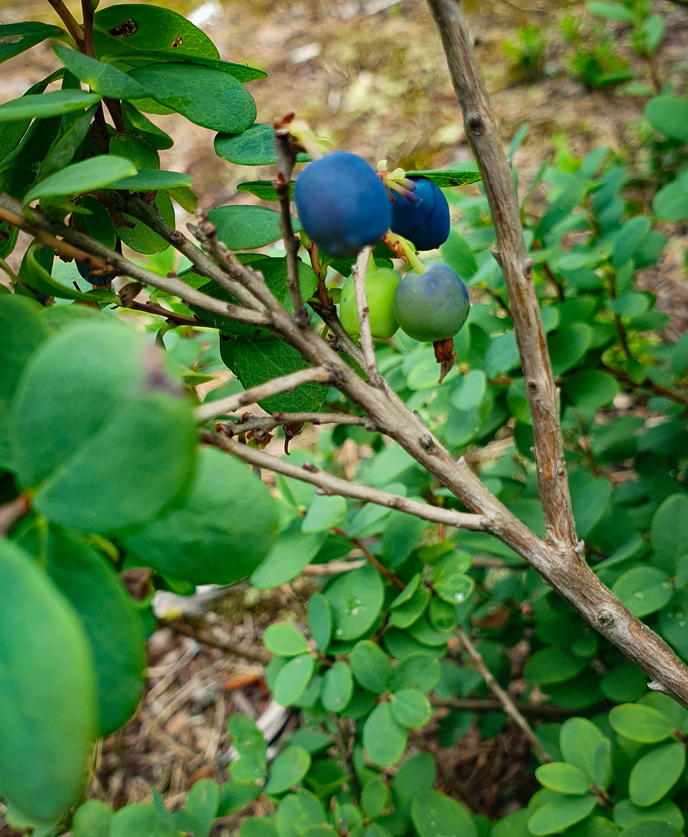 Надо подождать с недельку. Хотя кто-нибудь добежит раньше.
