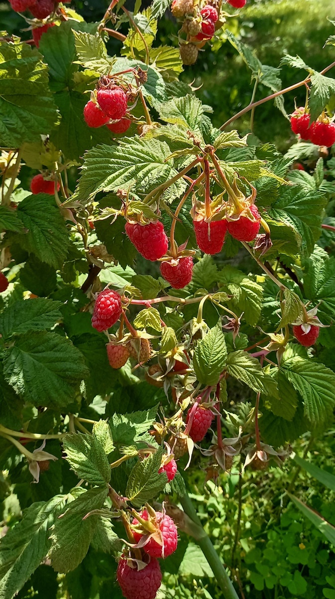 начало поспевания