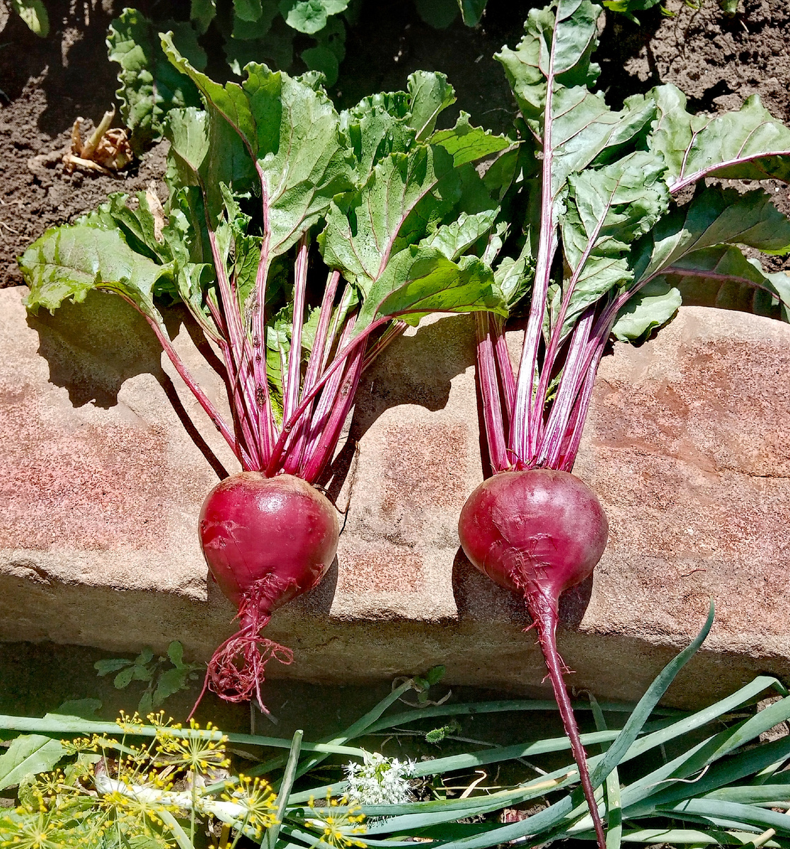 Фото автора. Свекла Кардиал F1.