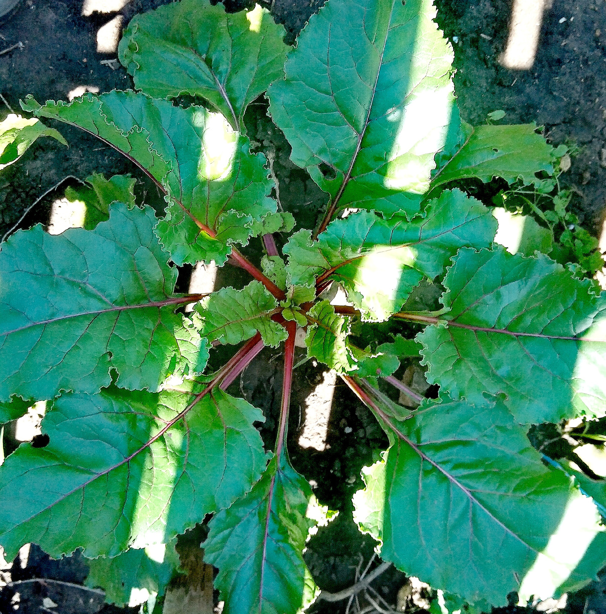 Фото автора.