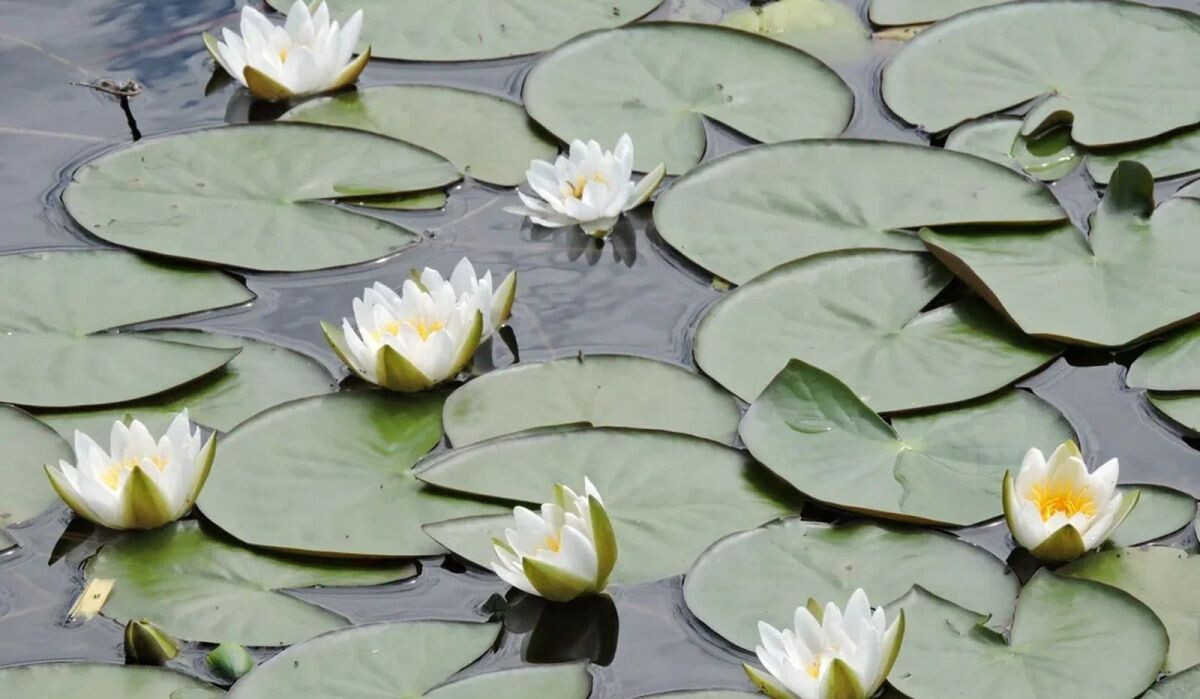     Кувшинки. Источник: mos.ru Автор фото: Пресс-служба Мэра и Правительства Москвы