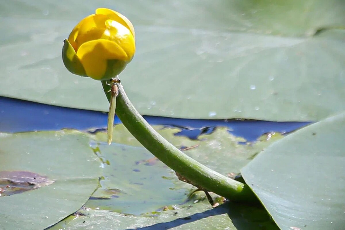    Водоемы Москвы украсились редкими кувшинками и кубышками