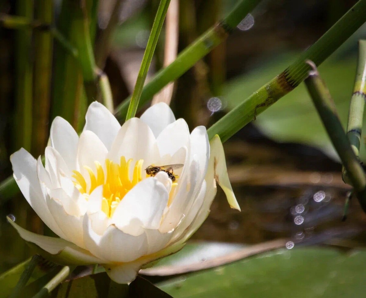    Водоемы Москвы украсились редкими кувшинками и кубышками