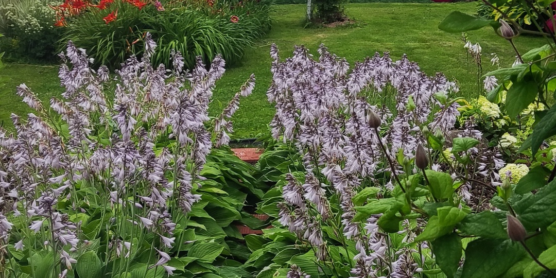 Хосты XXL: Больше чем просто листва