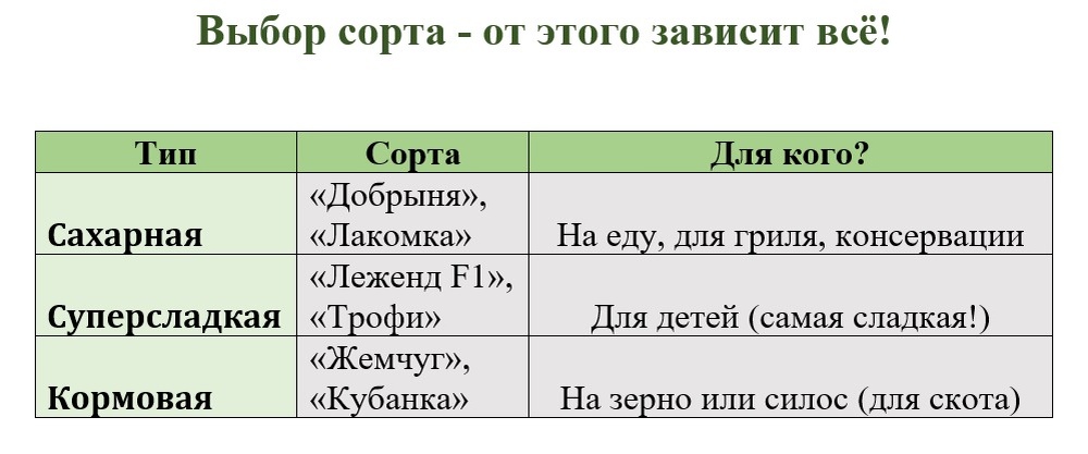 Совет для Урала/Сибири: Ранние гибриды «Спирит F1», «Сандэнс» созревают за 70 дней!
