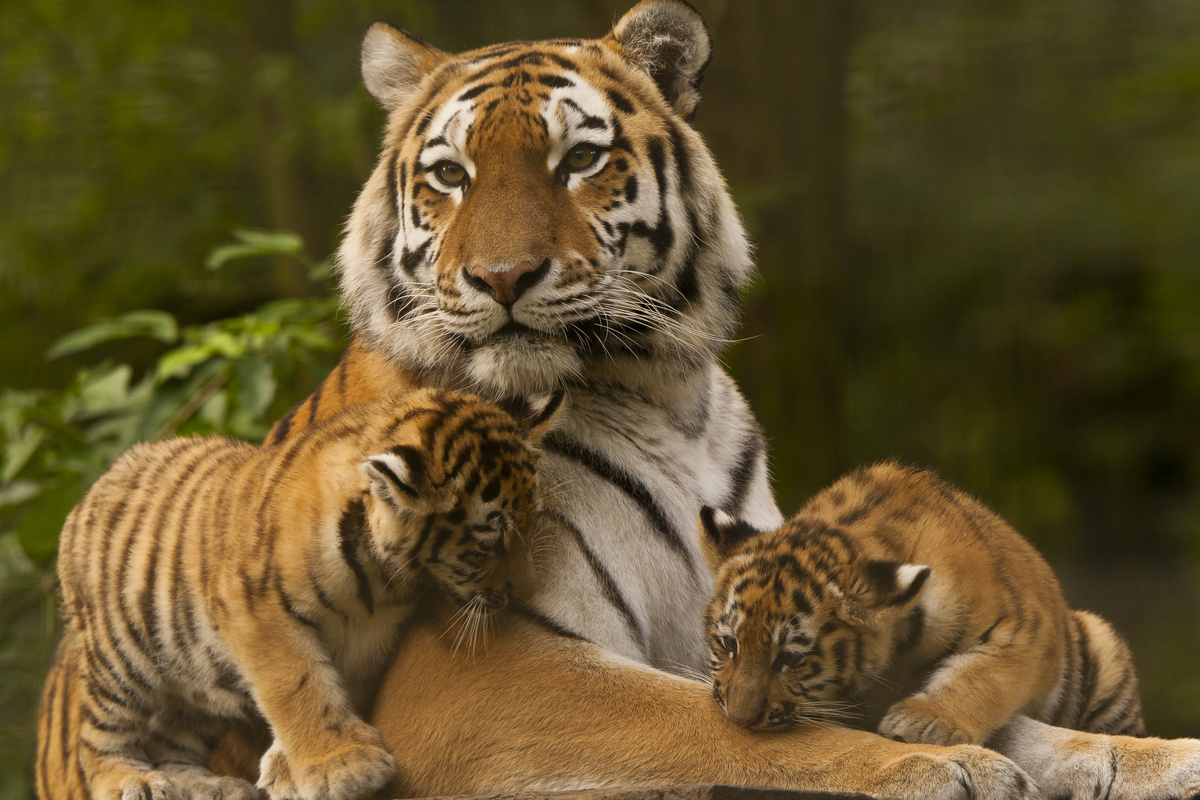 MarkMalkinsonPhotography/istock