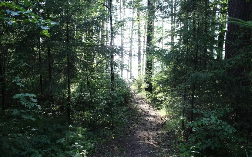    За весенний сезон 2025 года высажено 4,7 тысячи гектаров новых лесов в Удмуртии