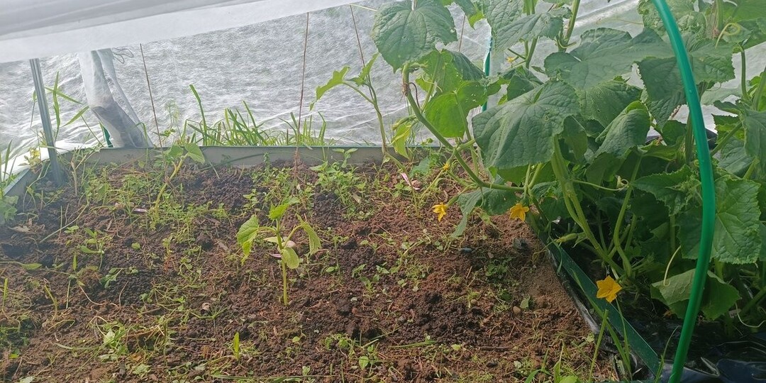 Огурцы посеяны в один день. Только те, что справа, растут на пленке