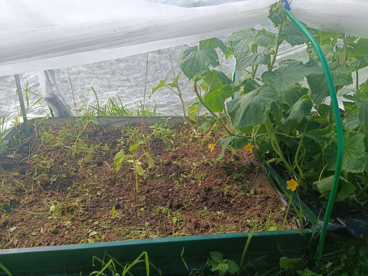 Вы их видите? А они есть. Огурцы слева и справа посеяны в один день. Фото читательницы Дианы