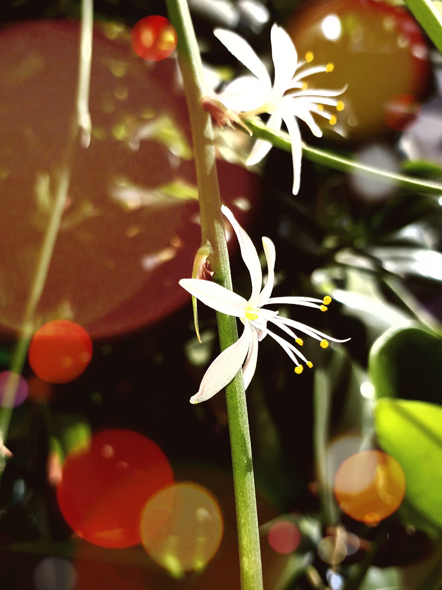 Фото автора 06.07.2025г.