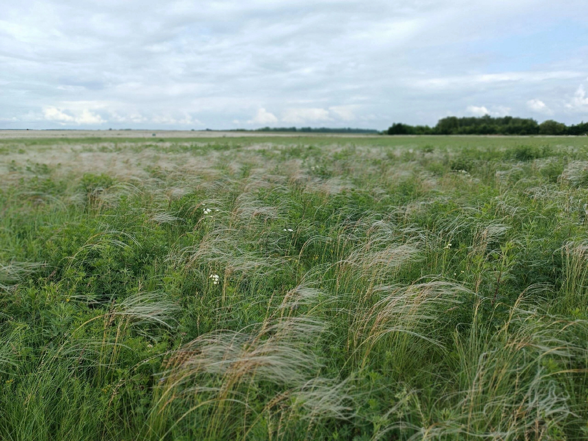 ковыль с Куликова поля