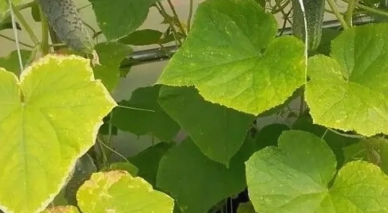 Дефицит азота