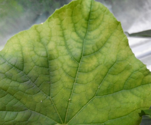 Дефицит железа ( все фото из свободного пользования в интернет)