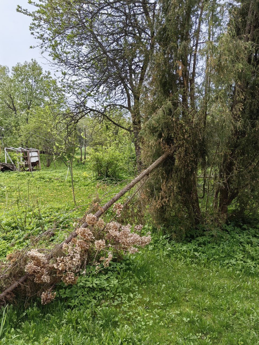 Кипарис давно нуждался во внимании. Самое первое оказал ему на деле сильный ветер!