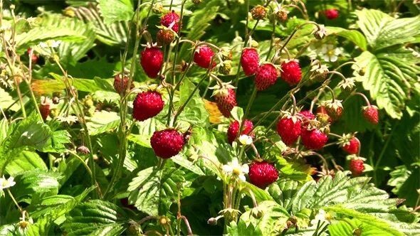 Земляника в лесу