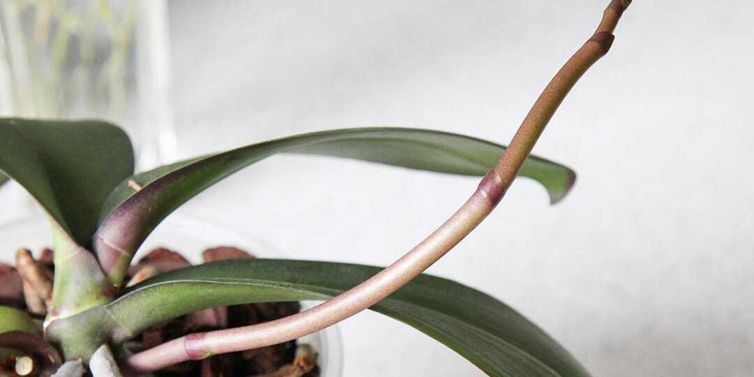 Банановая кожура в качестве удобрения для орхидей — проверенный способ