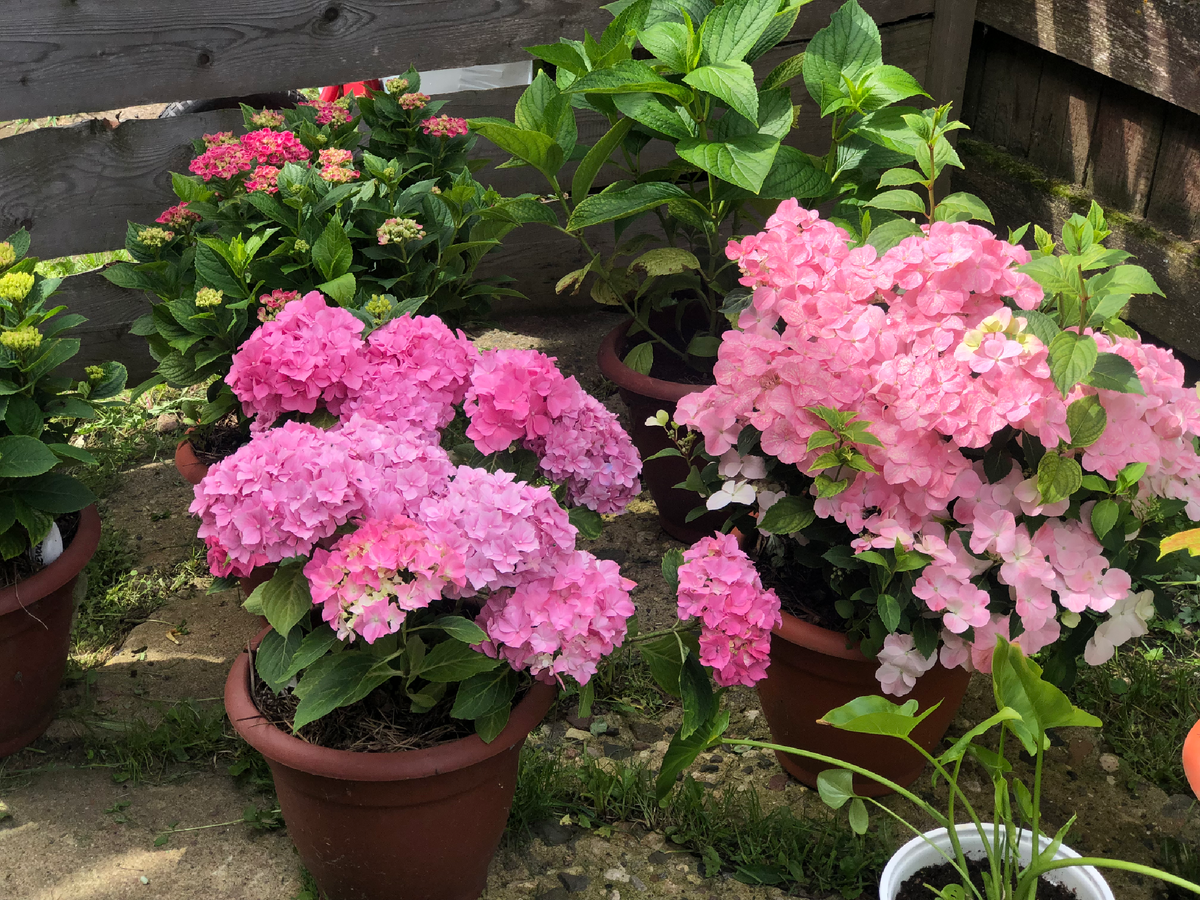 Мои крупнолистные гортензии. Начало июля 2025