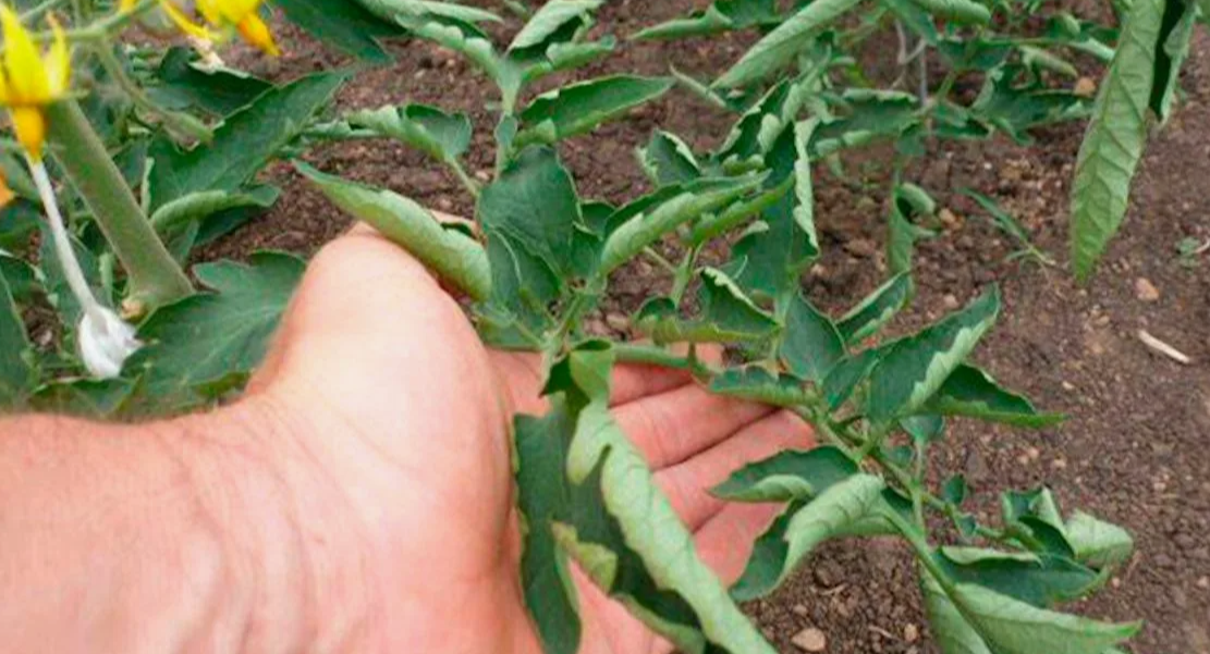 Скрученные верхушки у растения томатов