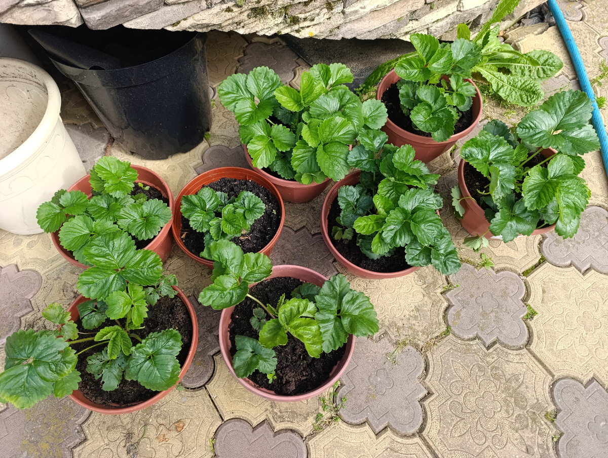 Земклубника Купчиха из семян 8 из 10 посаженных