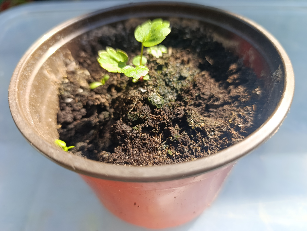 Саженцу месяц-полтора