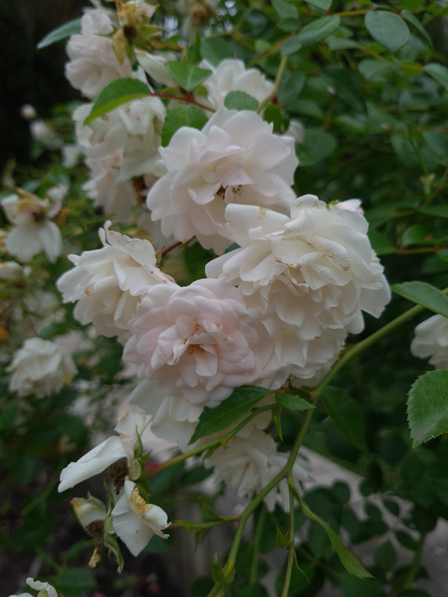 Фото:  Tatiana Bogorodskaia 