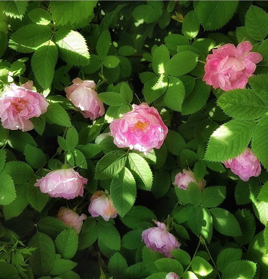 "Царство роз" Фото:  Tatiana Bogorodskaia 