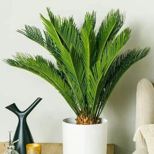   Саговая пальма в горшке от AzaliaNow Мария Казённова