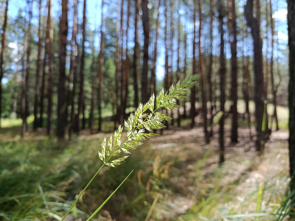 Злаки