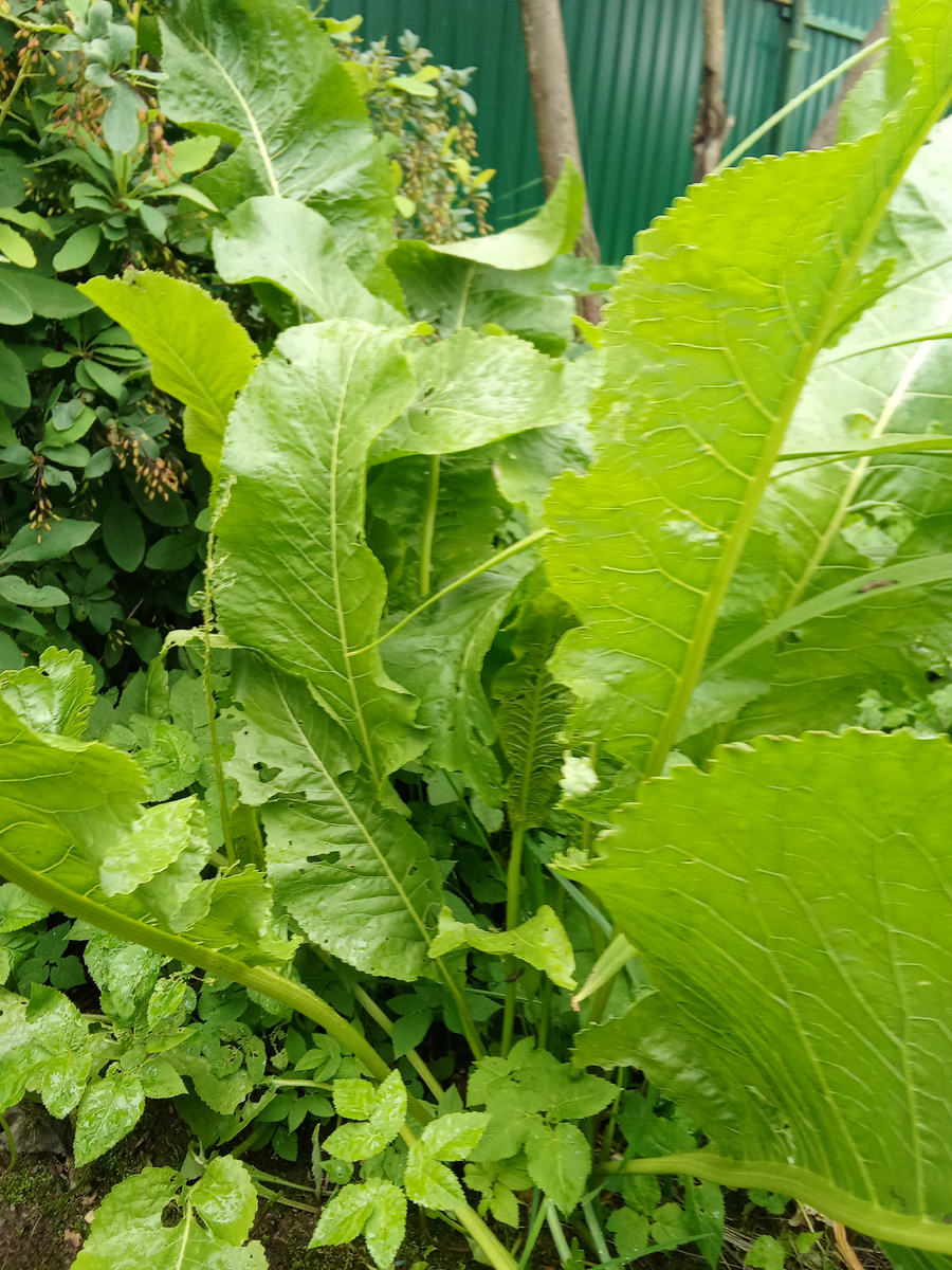 Хрен растет