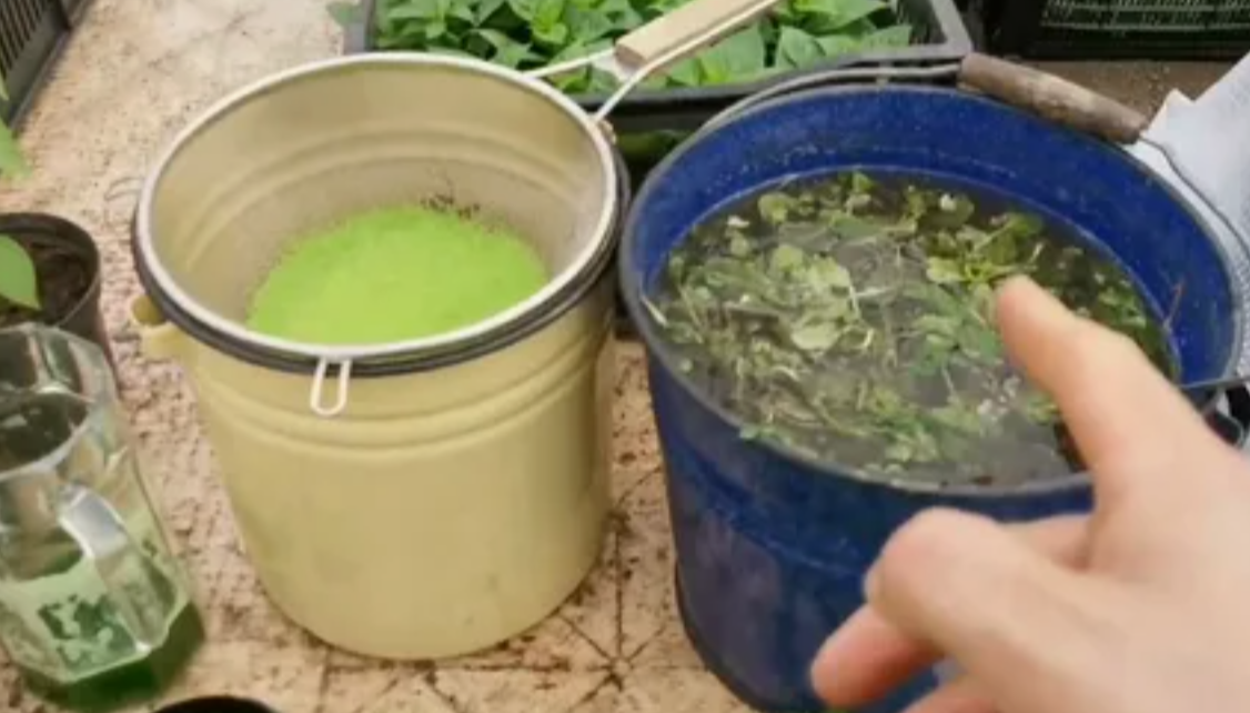 подготовка зеленого настоя