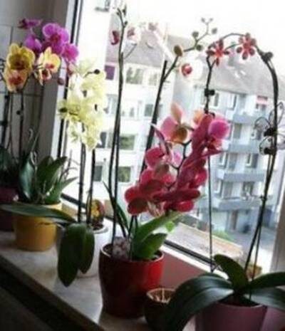 орхидея выращивание и уход
