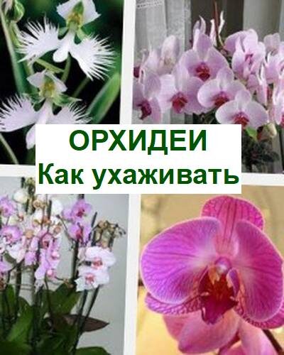 орхидеи уход