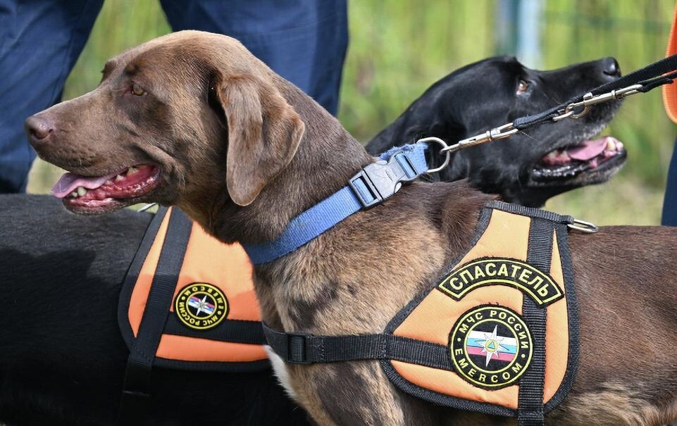    РИА «Новости»