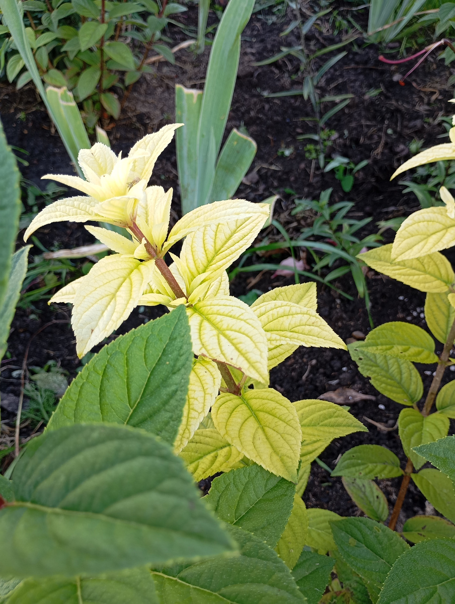 Две ветки на одном кусту совсем светлые, это скорее всего хлороз, я куст пролила хелатом железа, через недельку ещё раз пролью, даже цветочки что начали появляться в пазухах листьев светлые