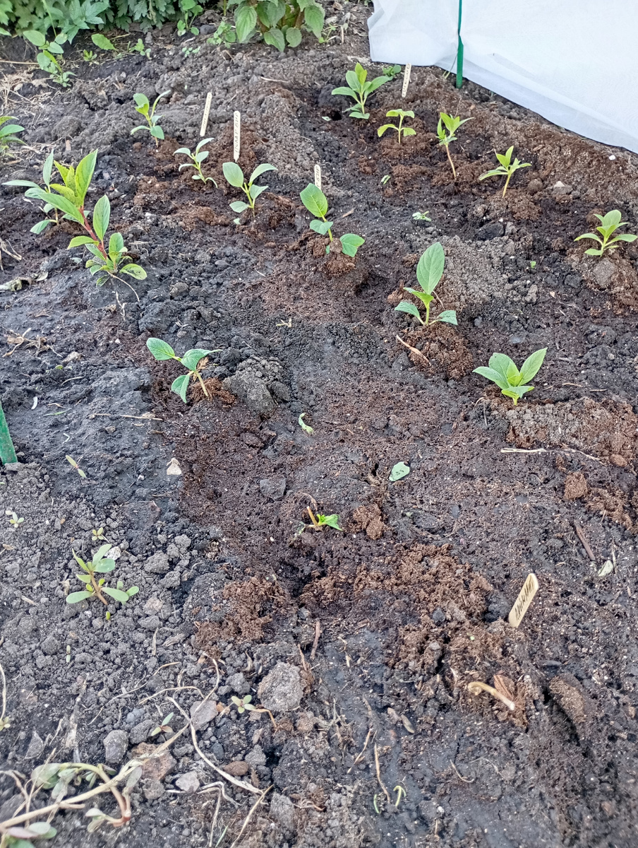 А это малышки черенки