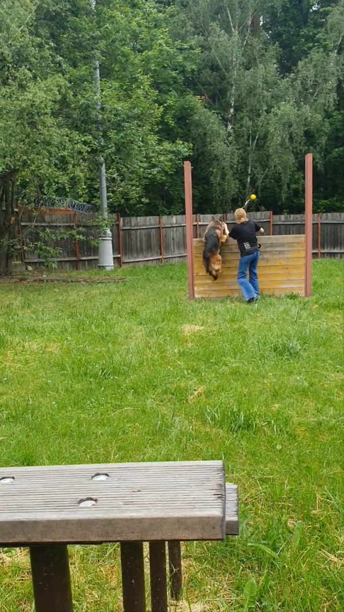 Рекс берет барьер