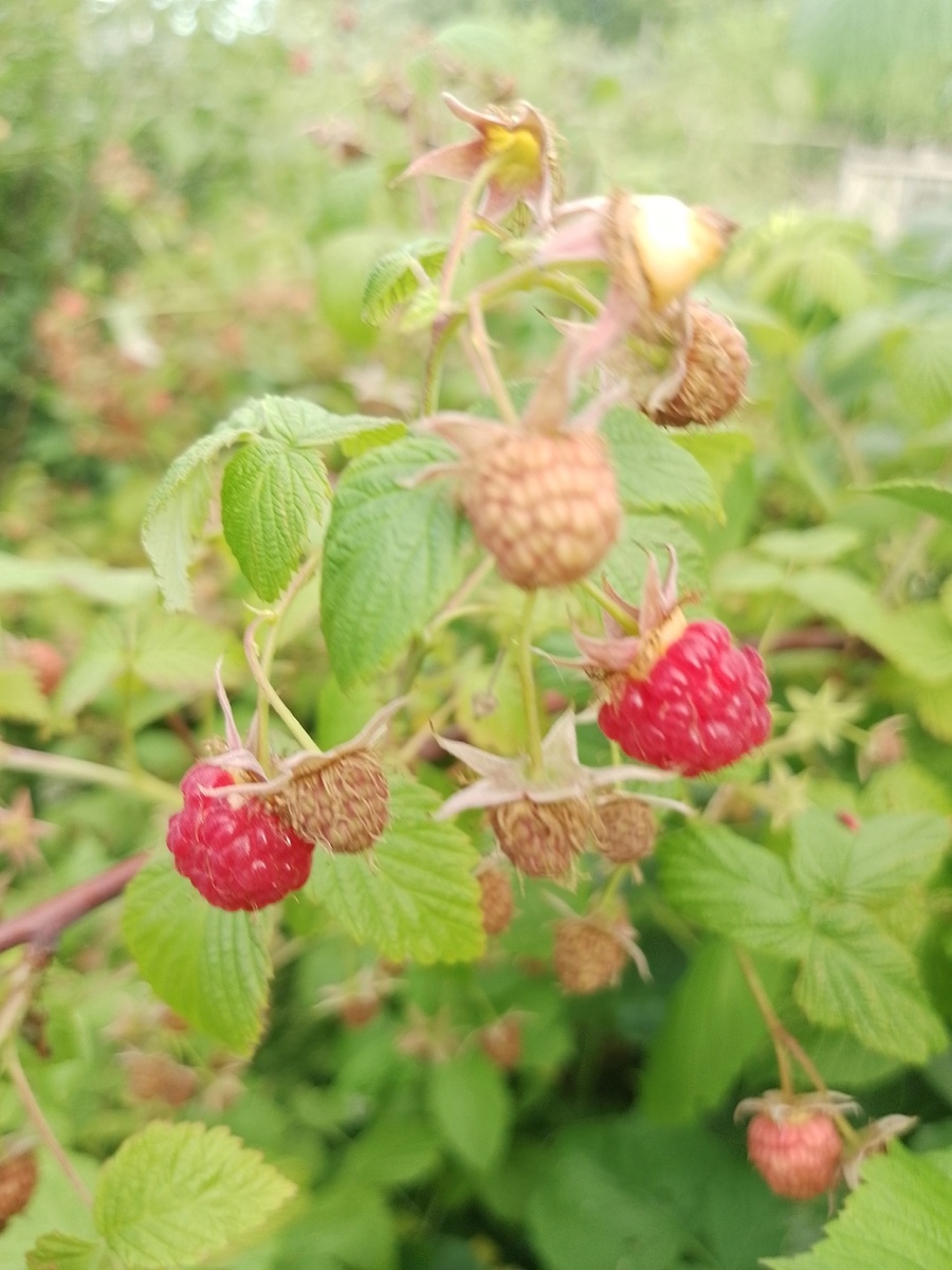 Малина начала поспевать.