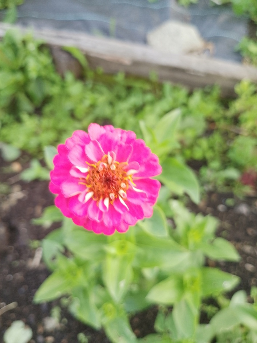 Цинии распустились.