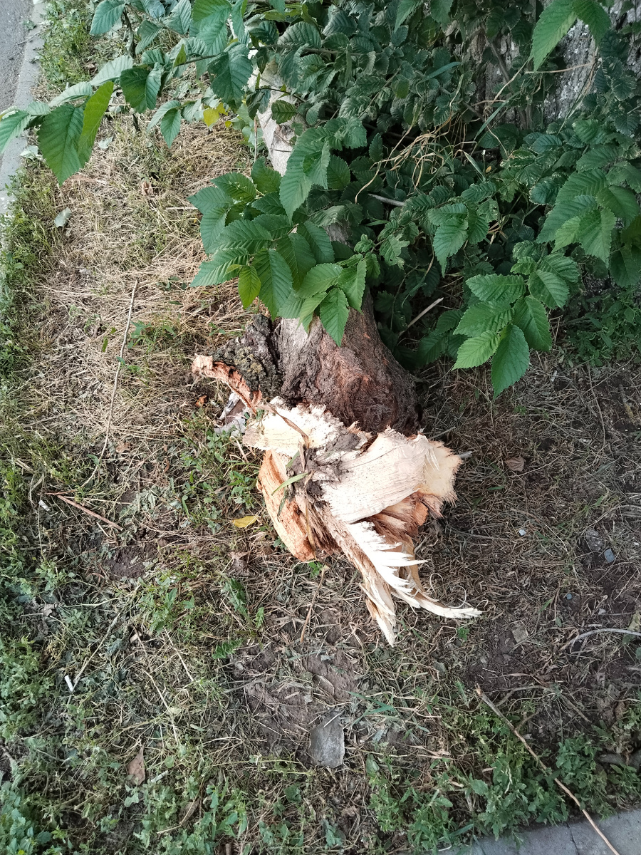 Ветка тополя